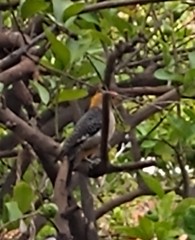 Melanerpes aurifrons