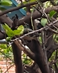 Melanerpes aurifrons