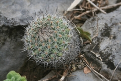 Rapicactus beguinii