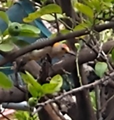 Melanerpes aurifrons