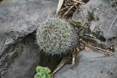 Rapicactus beguinii