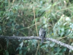 Contopus hispaniolensis