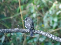 Contopus hispaniolensis