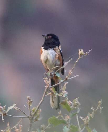 Rocky Mountain Spotted Towhee