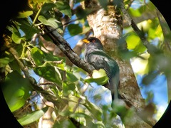 Priotelus roseigaster