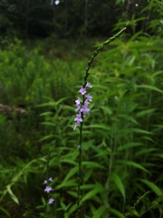 Verbena xutha