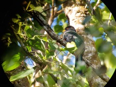 Priotelus roseigaster