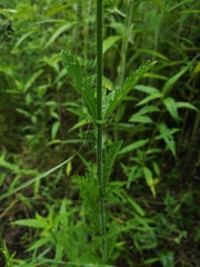 Verbena xutha