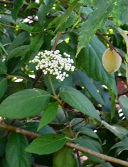 Viburnum jucundum