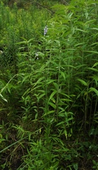 Verbena xutha