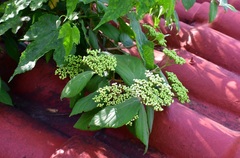 Viburnum jucundum