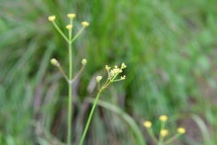 Donnellsmithia juncea