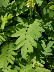 Astragalus americanus