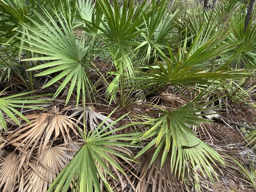 saw palmetto