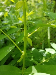 Astragalus americanus