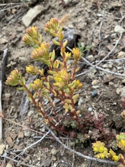 Sedum rupicola