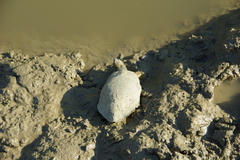 Mauremys leprosa leprosa