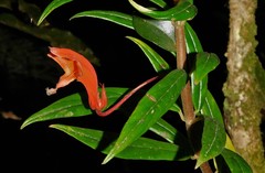Columnea rubricaulis