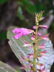 Salvia kellermanii