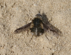 Bombylius curtirhynchus