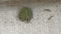 Hyla cinerea