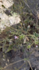 Allophyllum gilioides