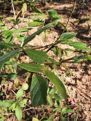 Psychotria loniceroides