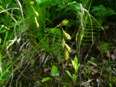 Carex praticola