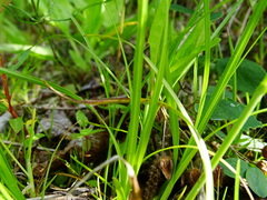 Carex praticola