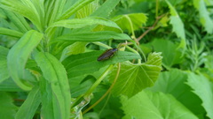 Ectobius lapponicus