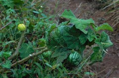 Solanum myriacanthum