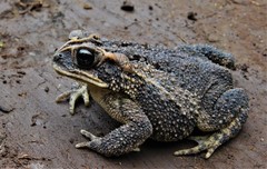 Incilius porteri
