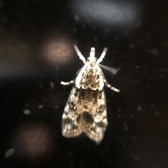 Eudonia lacustrata