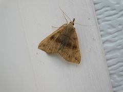 Phalaenostola eumelusalis