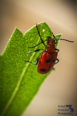 Neolema quadriguttata