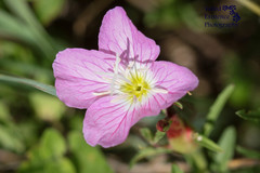 Oenothera speciosa
