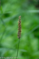 Phleum pratense