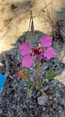 Clarkia mildrediae mildrediae