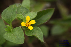 Calyptocarpus vialis
