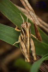 Acrididae