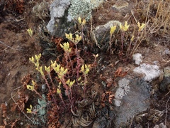 Dudleya parva