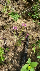 Clarkia mildrediae mildrediae