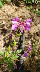 Clarkia mildrediae mildrediae