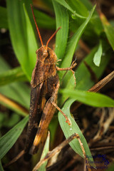 Acrididae
