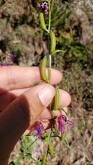 Clarkia mildrediae mildrediae