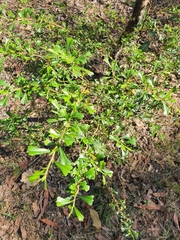 Dodonaea triangularis