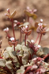 Claytonia rubra