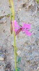Clarkia mildrediae mildrediae