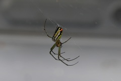 Leucauge argyrobapta