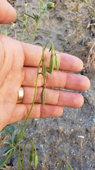 Clarkia mildrediae mildrediae